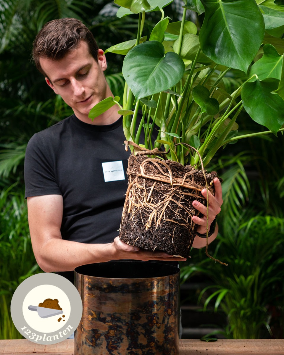 Monstera verpotten