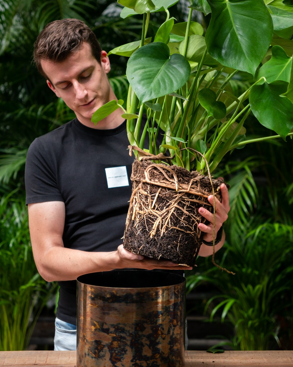 Monstera verpotten