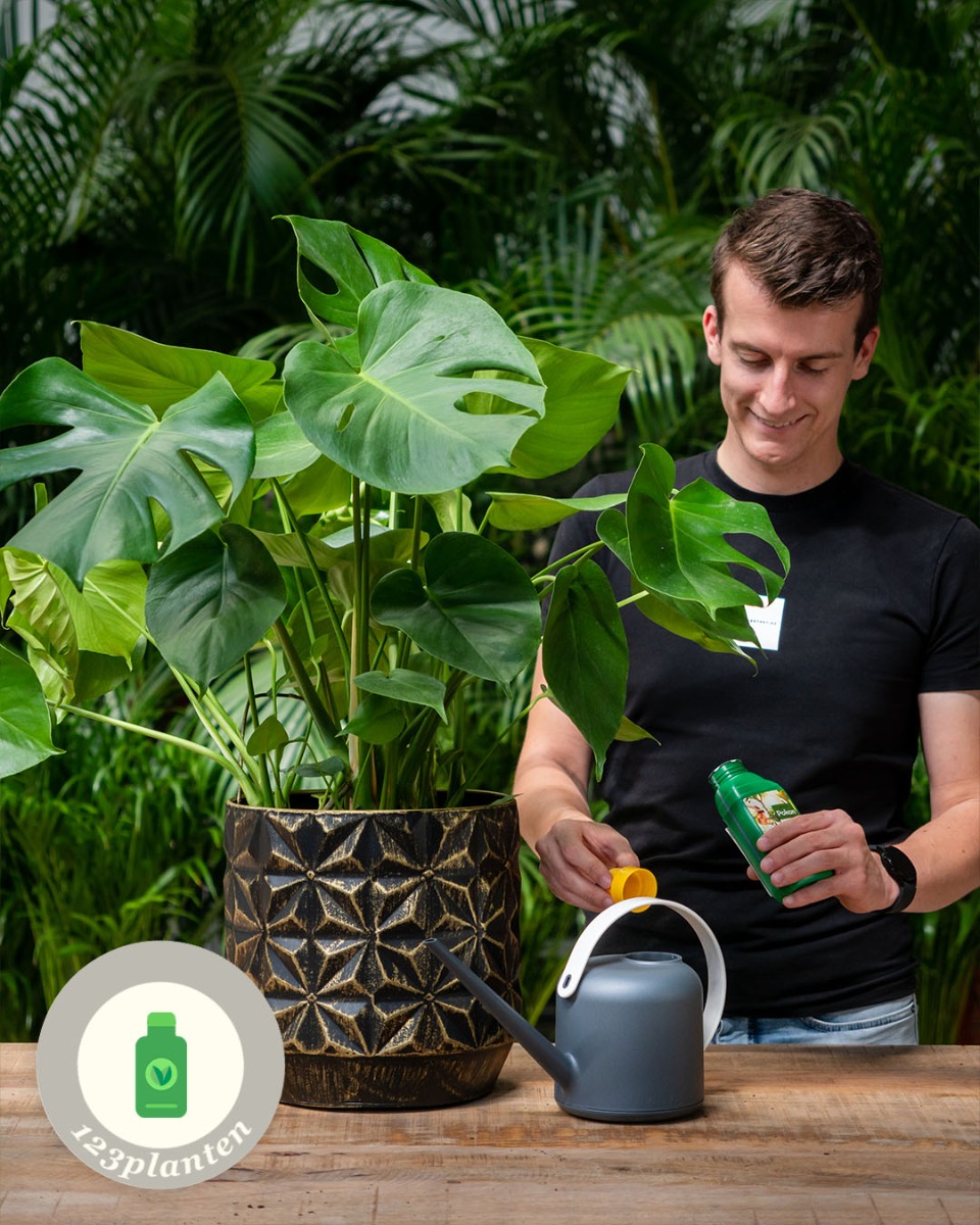 Monstera voeden