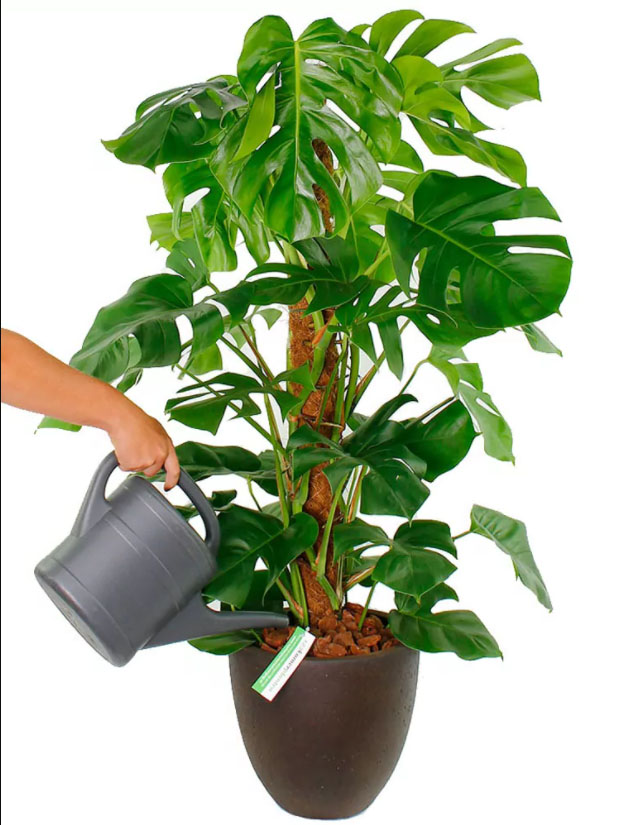 Monstera water geven Monstera water geven