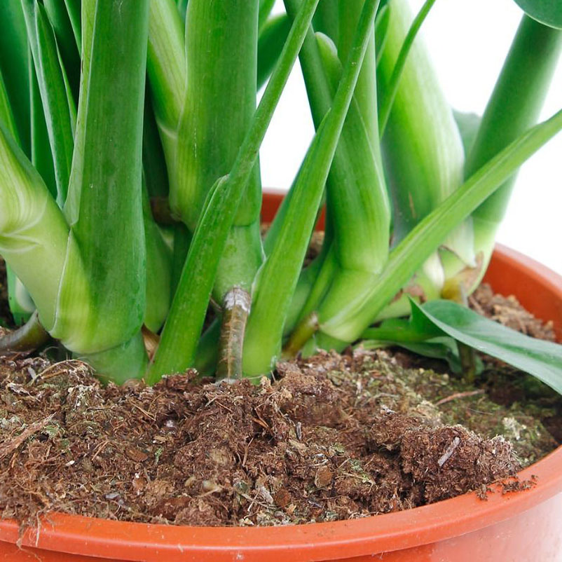 Monstera voeden Monstera voeden