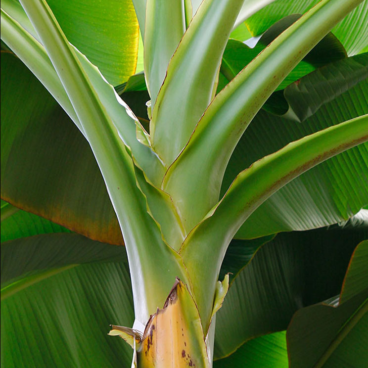 Musa (Bananenplant) stam Musa (Bananenplant) stam