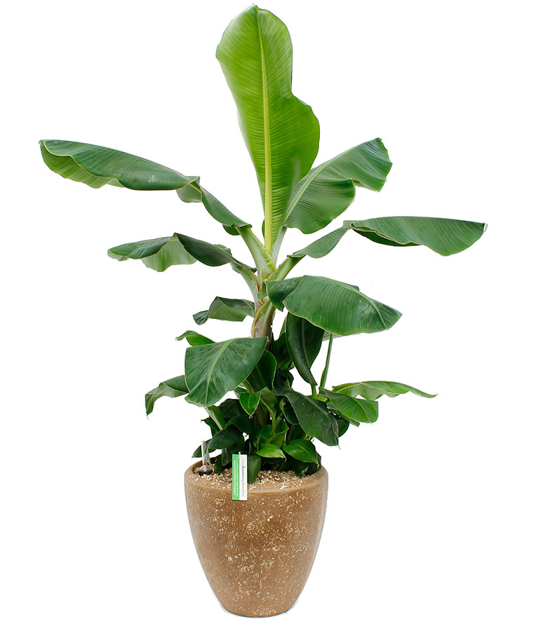 Musa (Bananenplant) in pot Musa (Bananenplant) in pot