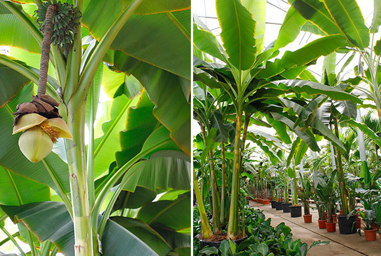 Musa (Bananenplant) bananen in kwekerij