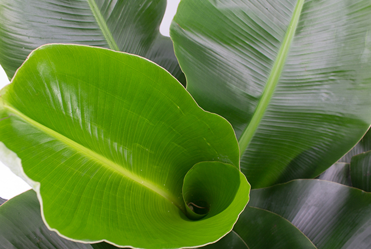 Musa jong blad Musa jong blad