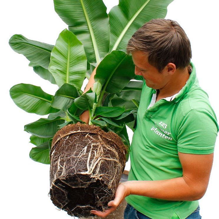Musa (Bananenplant) verpotten Musa (Bananenplant) verpotten