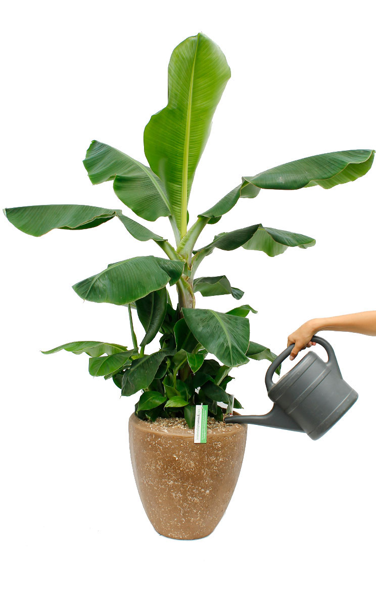 Musa (Bananenplant) water geven Musa (Bananenplant) water geven