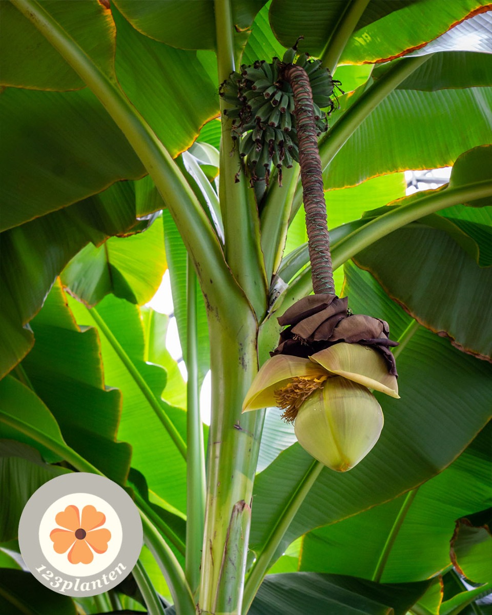 Musa (Bananenplant) bananen in kwekerij