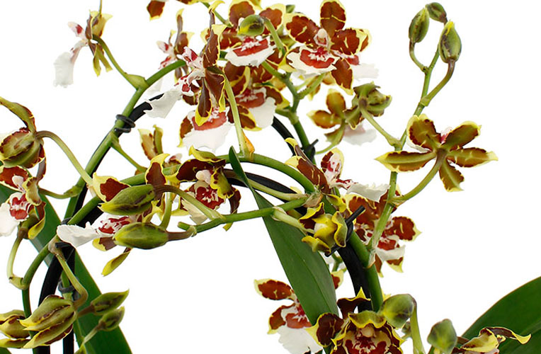 Orchidee bloemen