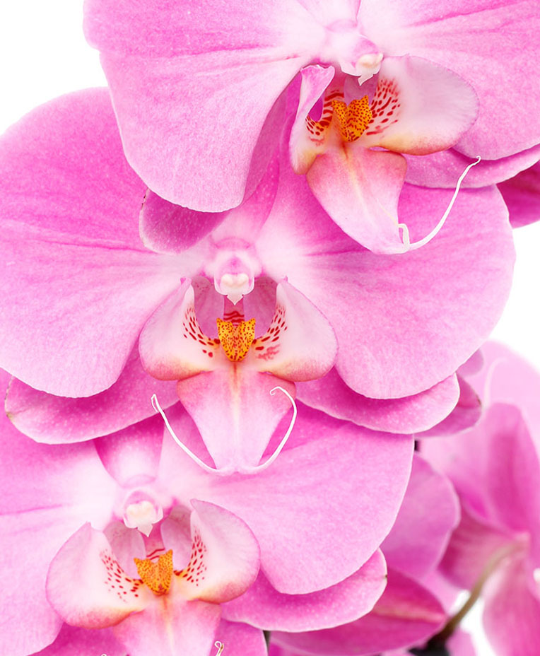 Roze Orchidee bloem