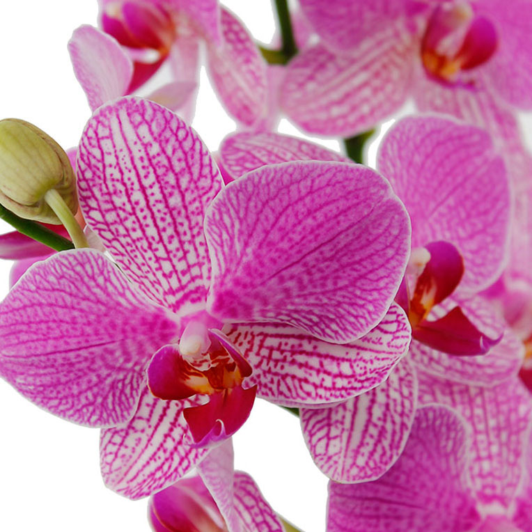 (phalaenopsis) verzorging tips -