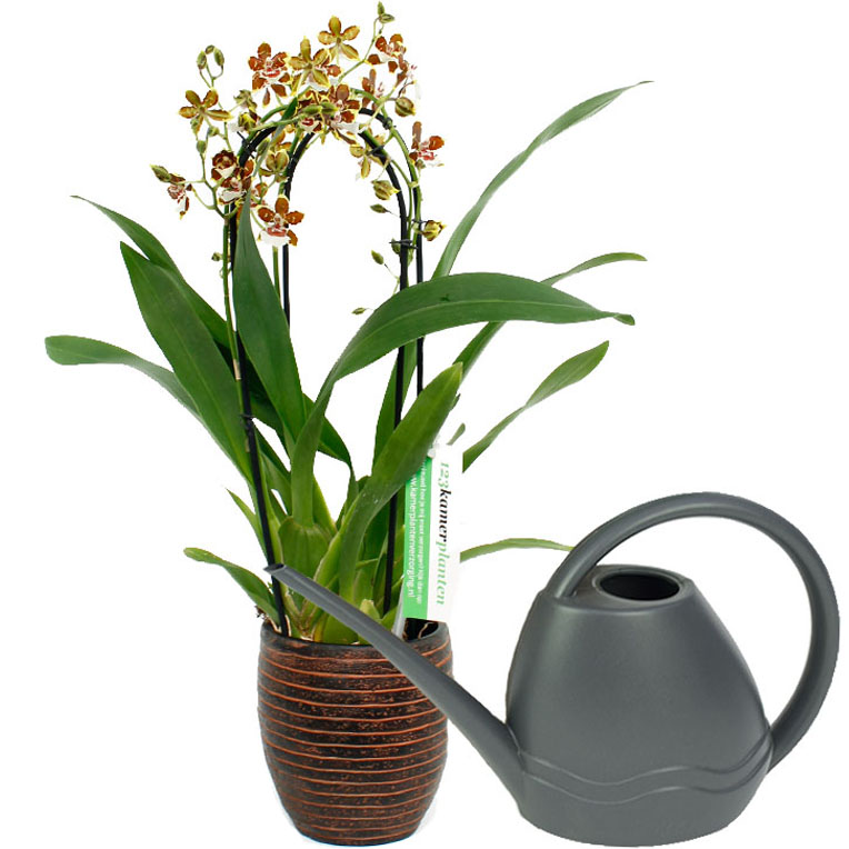 Orchidee water geven