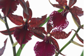 Orchidee Cambria Orchidee Cambria