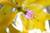 Orchidee Cattleya Orchidee Cattleya