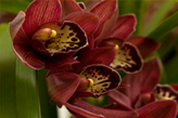 Orchidee Cymbidium Orchidee Cymbidium