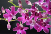 Orchidee Dendrobium Orchidee Dendrobium