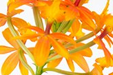 Orchidee Epidendrum Orchidee Epidendrum