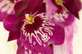 Orchidee Miltonia Orchidee Miltonia