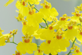 Orchidee Oncidium Orchidee Oncidium