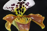 Orchidee Paphiopedilum Orchidee Paphiopedilum