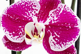 Orchidee Phalaenopsis Orchidee Phalaenopsis