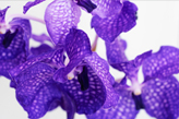 Orchidee Vanda Orchidee Vanda