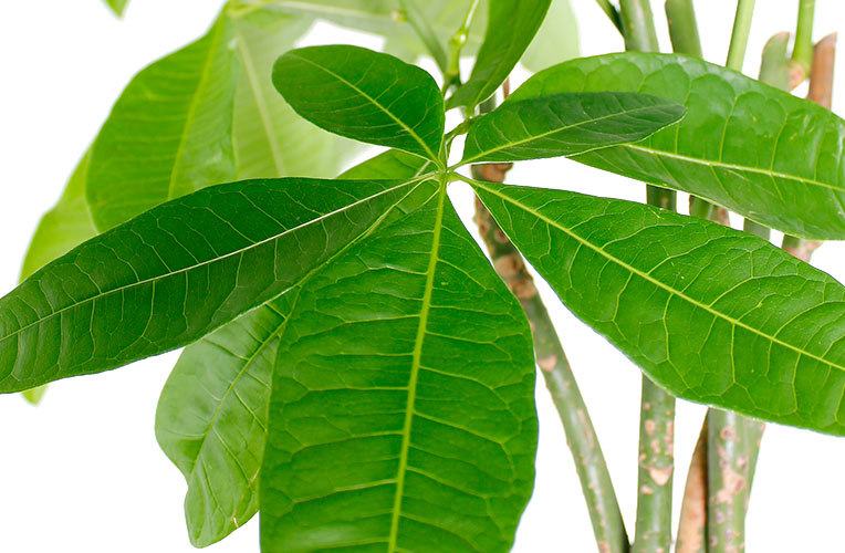 Pachira blad Pachira blad