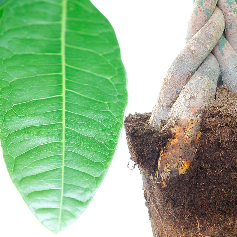 Pachira blad en stam Pachira blad en stam