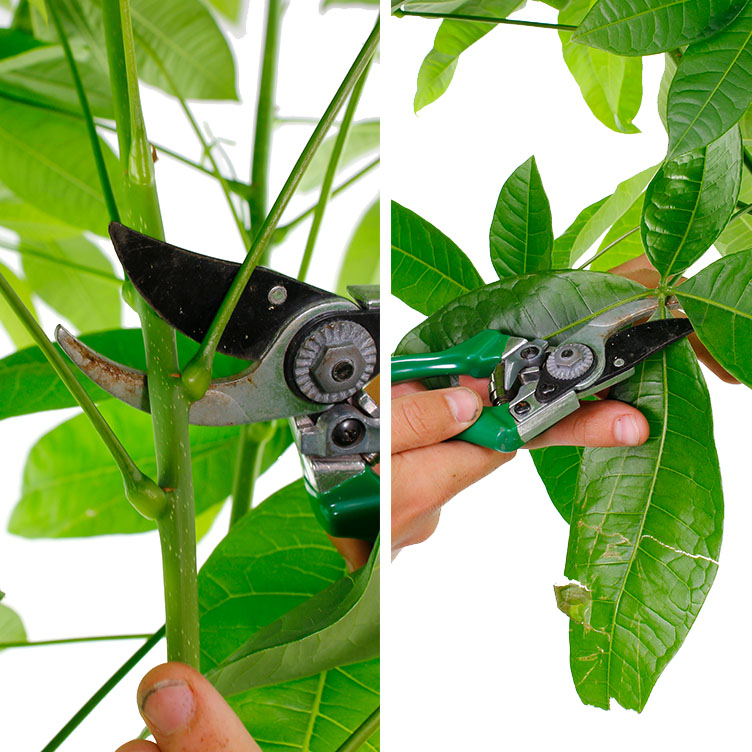 Pachira lelijk blad snoeien Pachira lelijk blad snoeien