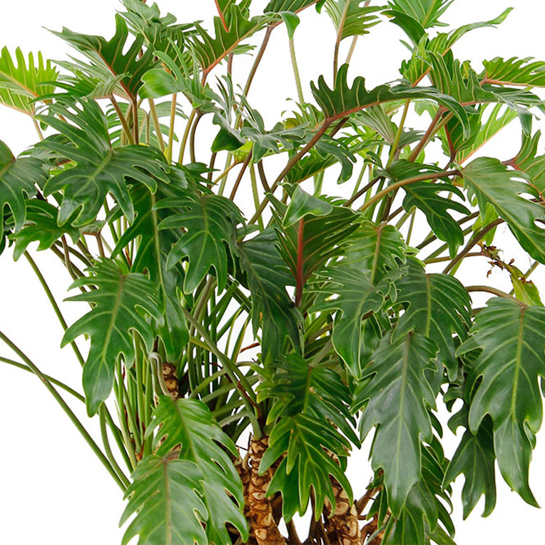 Philodendron bladeren Philodendron bladeren