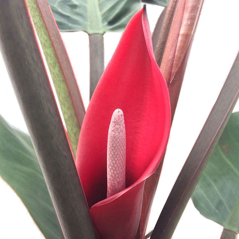 Philodendron in bloei Philodendron in bloei