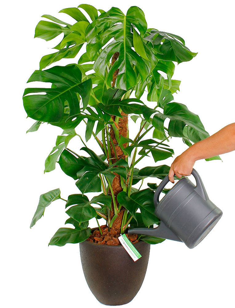 Philodendron water geven Philodendron water geven