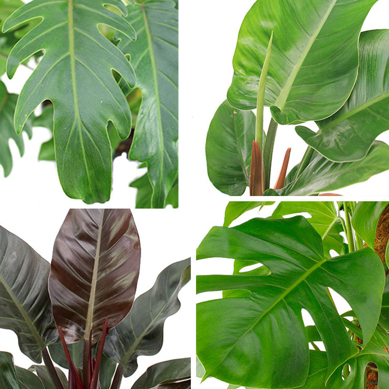 Philodendron soorten Philodendron soorten