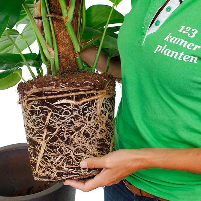 Philodendron verpotten Philodendron verpotten