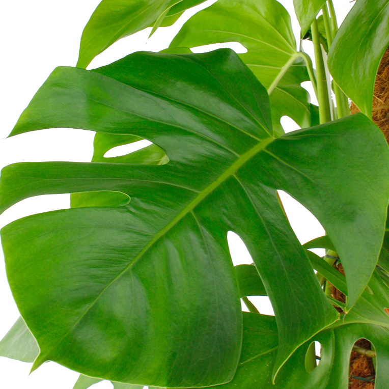 Philodendron verzorging Philodendron verzorging