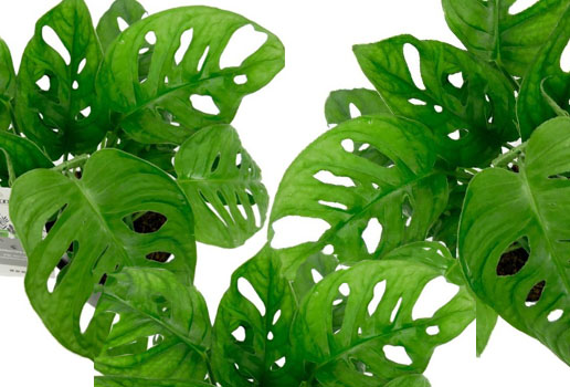 Philodendron Brasil Philodendron Brasil