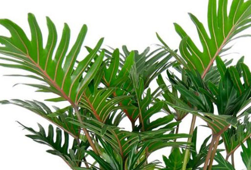 Philodendron Xantal Philodendron Xantal