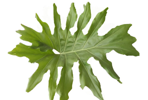 Philodendron Selloum Philodendron Selloum