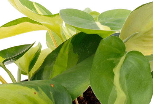 Philodendron Cobra Philodendron Cobra