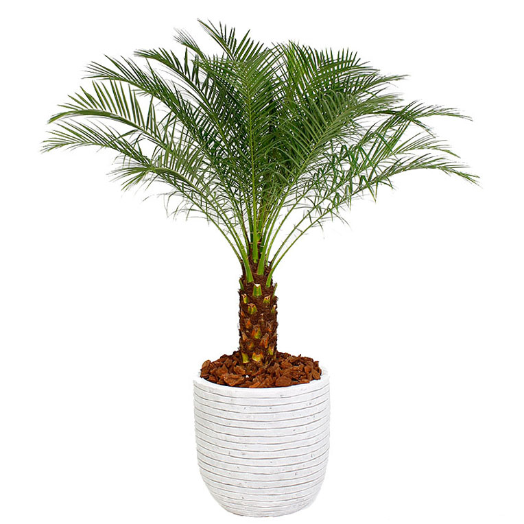 Phoenix Roebelenii verzorging Phoenix Roebelenii verzorging