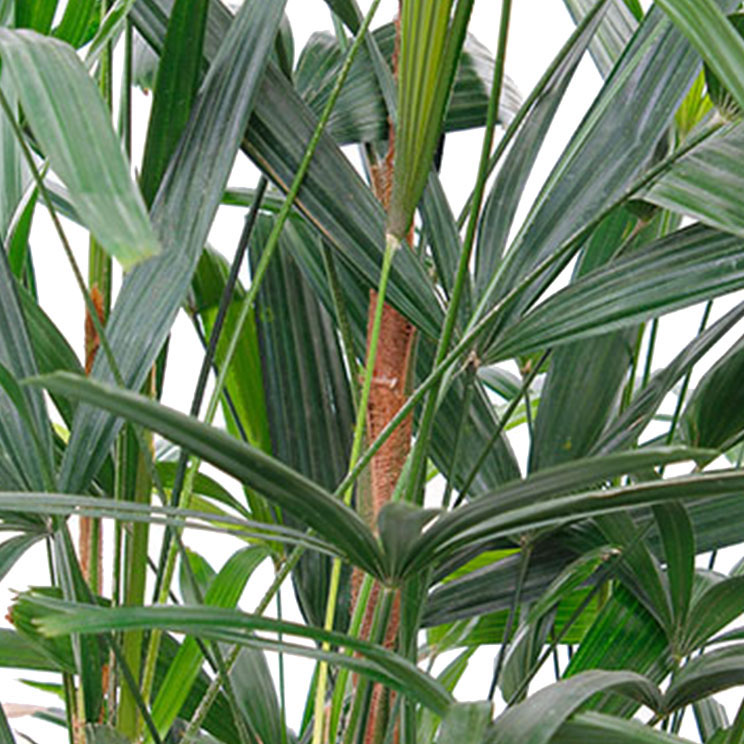 Rhapis verzorging Rhapis verzorging