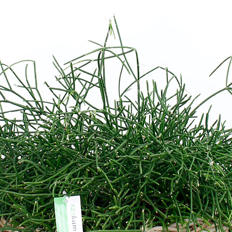 Rhipsalis verzorging Rhipsalis verzorging