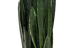 Sansevieria Black Tiger Sansevieria Black Tiger