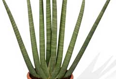 Sansevieria Cylindrica Sansevieria Cylindrica