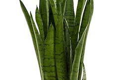 Sansevieria Green Line Sansevieria Green Line