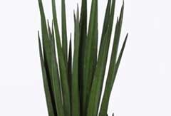 Sansevieria Katana Sansevieria Katana