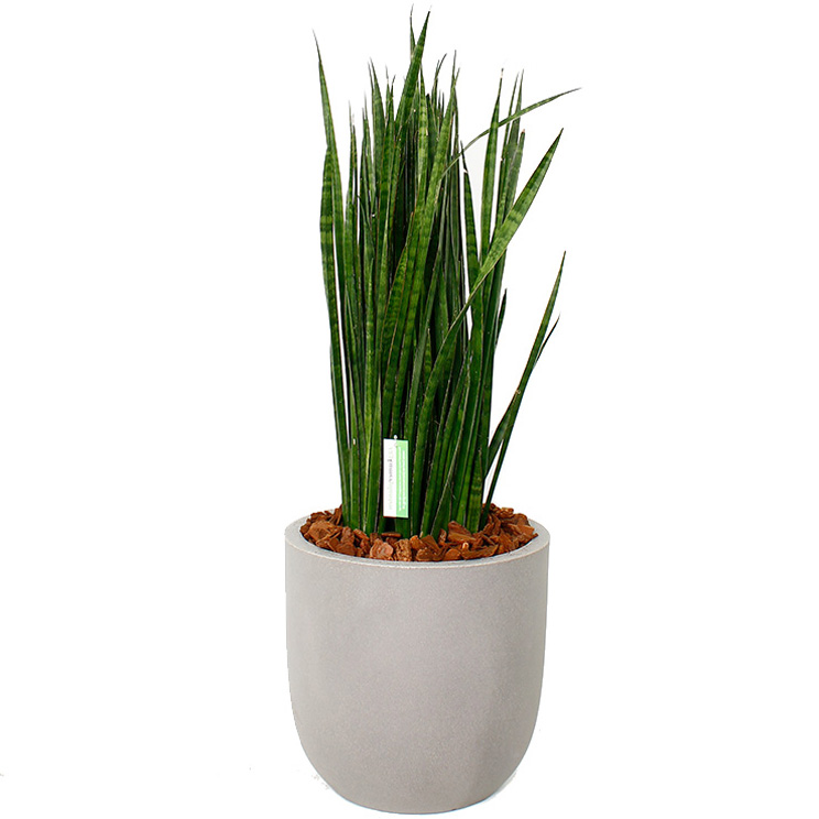Sansevieria in pot Sansevieria in pot