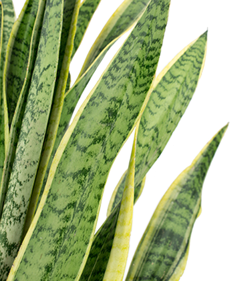 Sansevieria blad Sansevieria blad