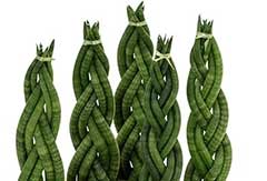 Sansevieria Twister Sansevieria Twister
