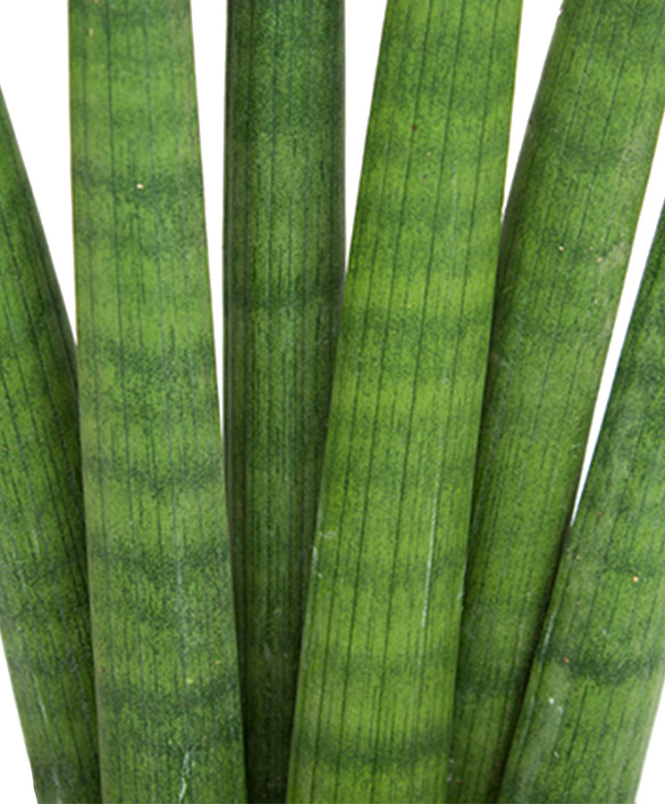 Sansevieria stengel Sansevieria stengel